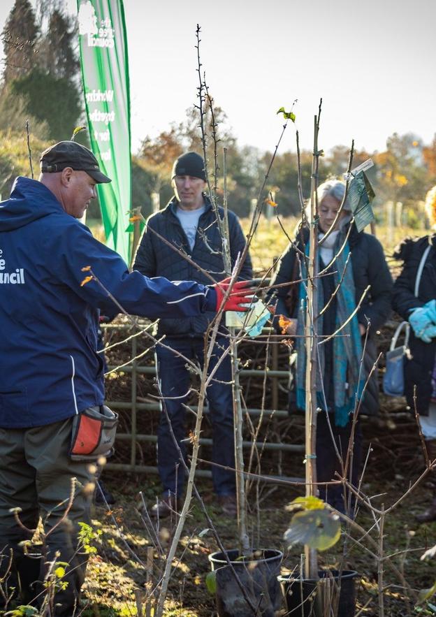 Phil Paulo Demonstrates How To Plant A Tree