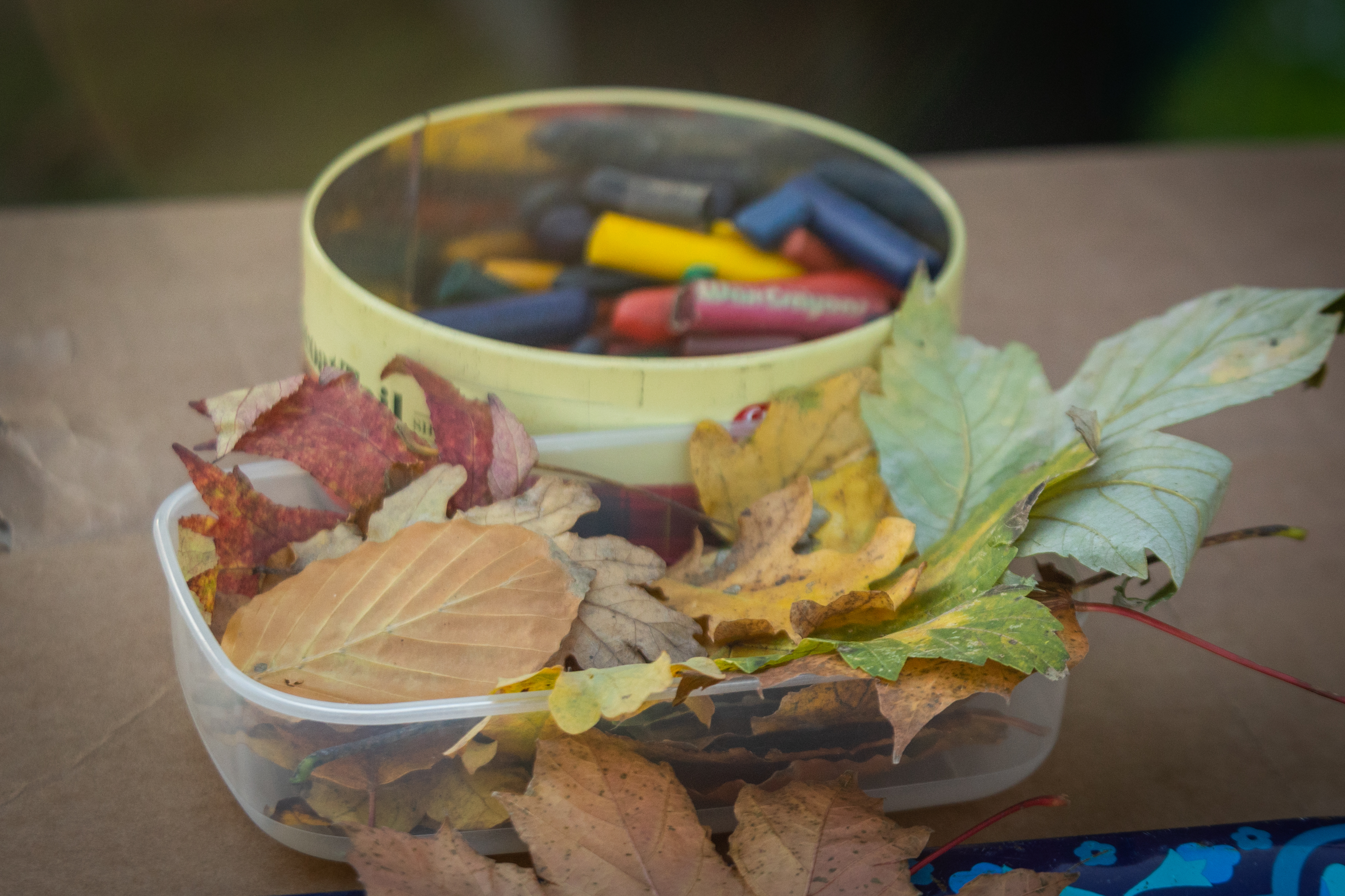 Petersfield tree festival