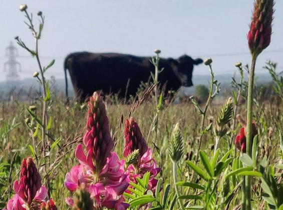 Rushmere Farm - Steps Towards Regenerative Farming