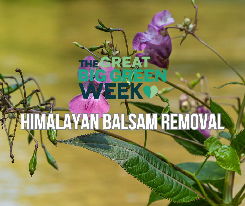 Himalayan Balsam Removal Work Parties (1)