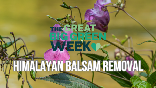 Himalayan Balsam Removal Work Parties (1)