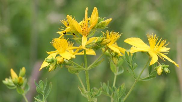 O 19P9nucs4q6o13talrdq21vtabu