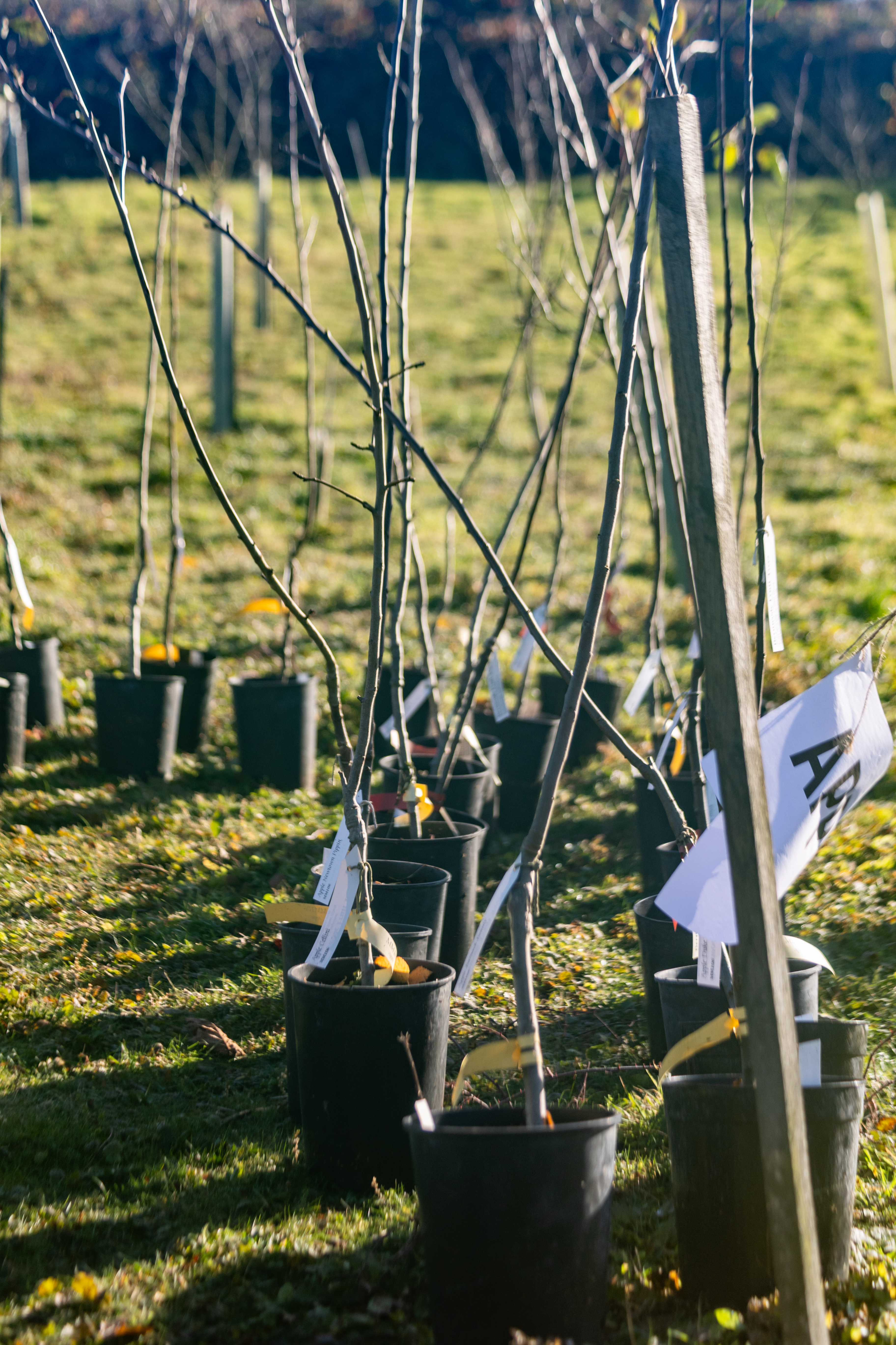 Pecan Tree Festival Tina Knowles Photography 2978